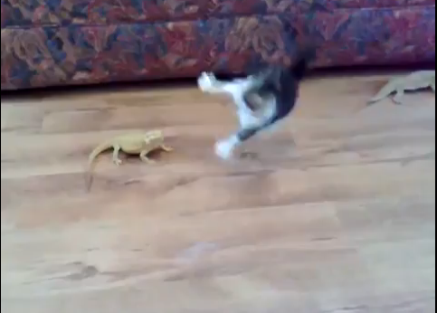 VideoExtra, Ödla, Katt,  Sötchock